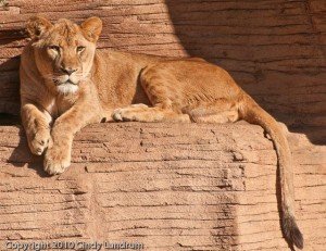 20100220-20100220-_DSC1440 20100220-20100220-_DSC1440